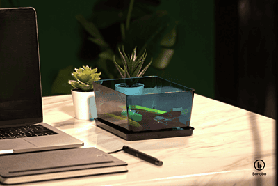 Small Box without lid